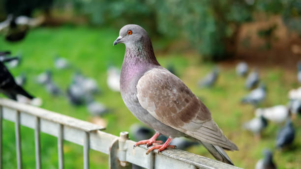 istock Pigeon on a fence 1365313085