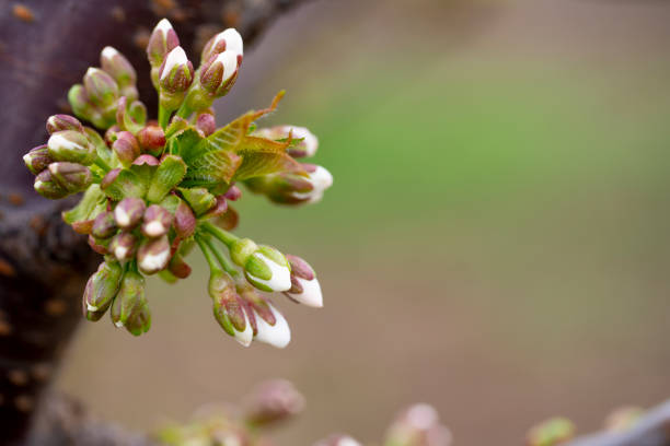 Blossoming buds of cherry with water droplets after a rain.