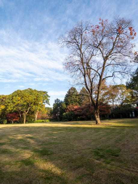 istock In autumn, the lawn planted with big trees 1365313953