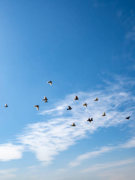 istock The birds flew by in the blue sky 1365314267