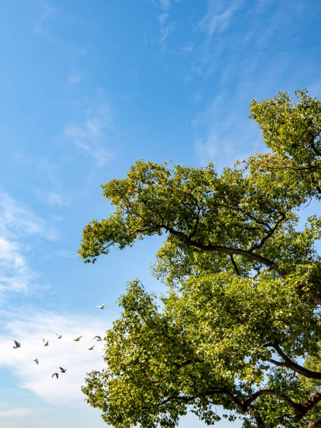 istock The birds flew by in the blue sky 1365314270