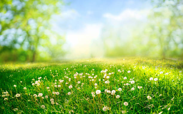 istock Beautiful bright natural image of a spring morning in nature. 1365314584