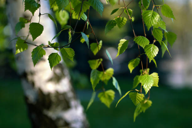 istock Spring awakening, beautiful vivid colorful artistic image. 1365314733