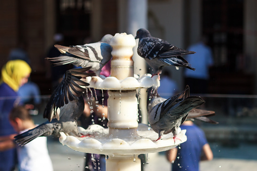 Grey pigeons drinking water on the old historical mosque marble fountain