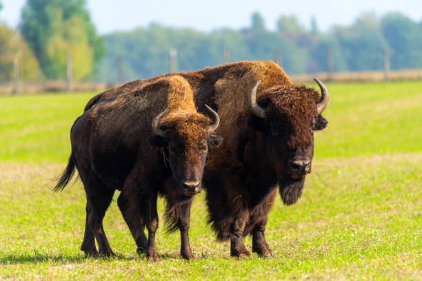 istock Big bison in nature.