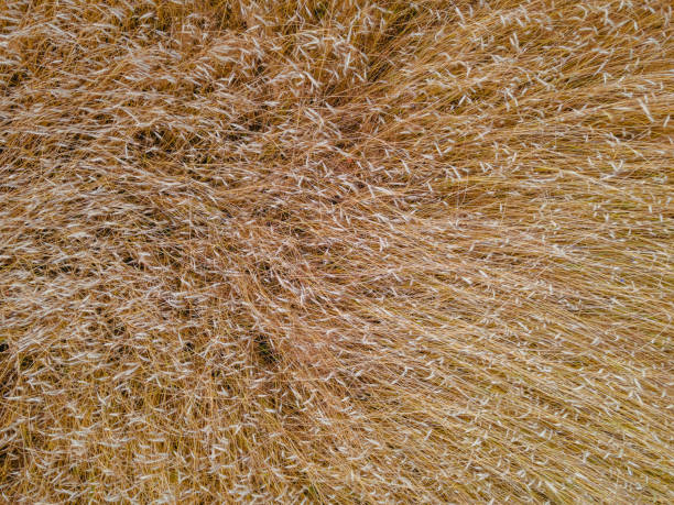 istock Wheat. Wheat field. Aerial view. 1365315594