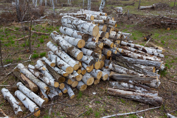 istock heap of birch logs in a forest 1365315981