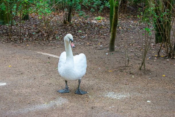 istock swan posing for the camera at the park 1365316343