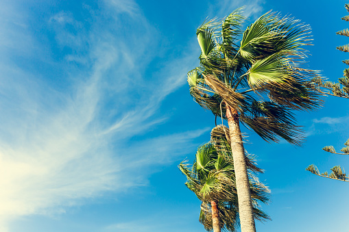 POV Loop up Coconut Palm Trees With Blue Sky