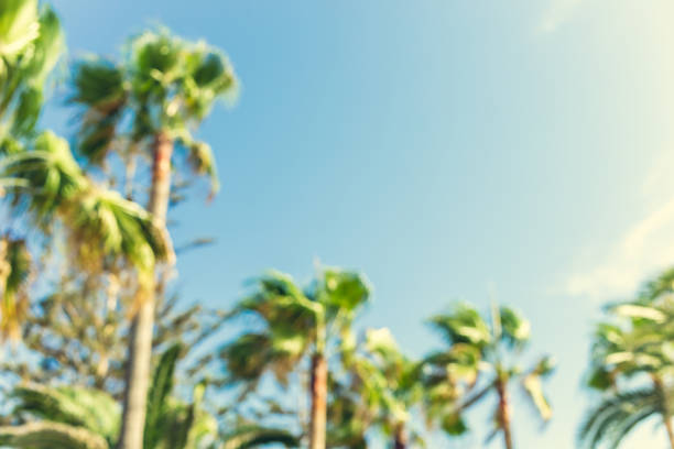 Tall palm trees of Cyprus Nissi Beach on Windy day out of focus copy space stock photo