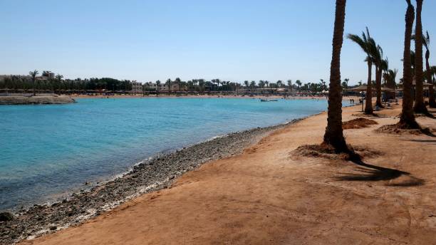 istock sandy and rocky beach with palm trees 1365317484
