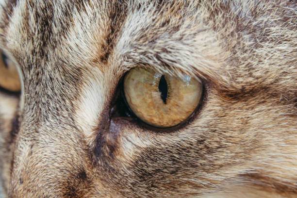 istock Animal eye. Cat eye. Macro photography. 1365317555