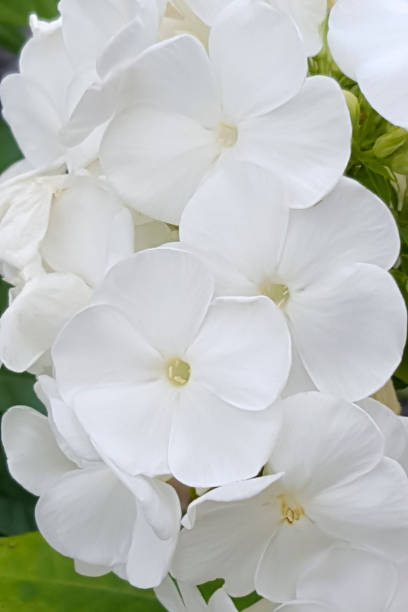 istock Perennial phlox with white flowers 1365321066