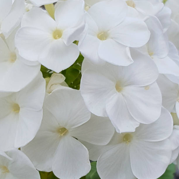 istock Perennial phlox with white flowers 1365321114