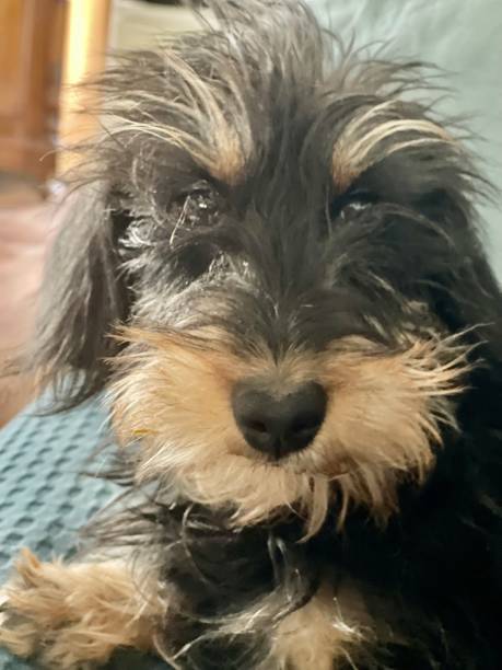 istock kaninchen dachshund puppy, wirehaired, black and tan 1365321118