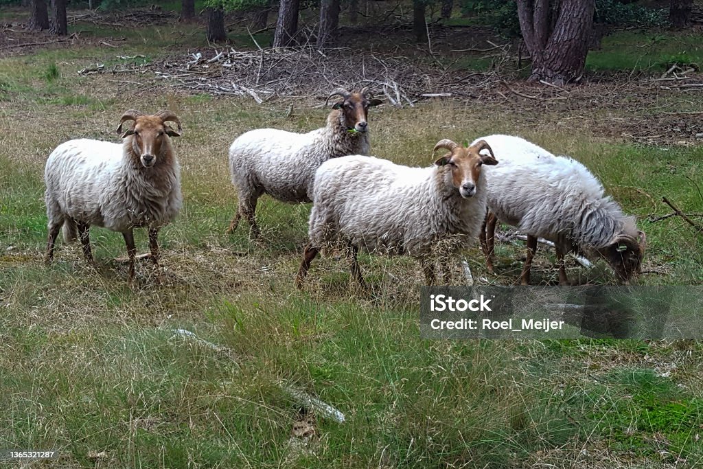 Small herd of Drenthe Heath Sheep (Drents Heideschaap) used for vegetation management in forest Agriculture Stock Photo