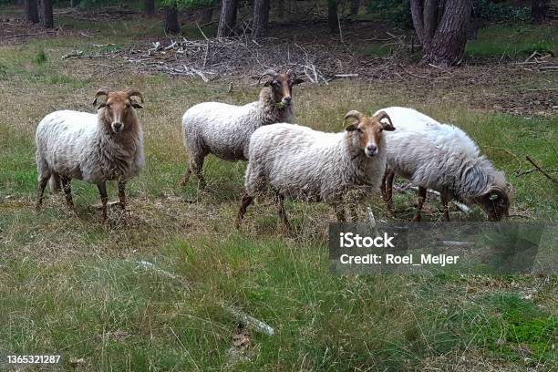 Small Herd Of Drenthe Heath Sheep Stock Photo - Download Image Now