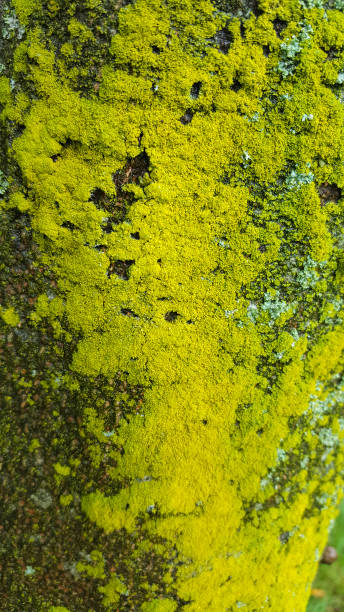 istock Lichen Candelaria concolor 1365321453