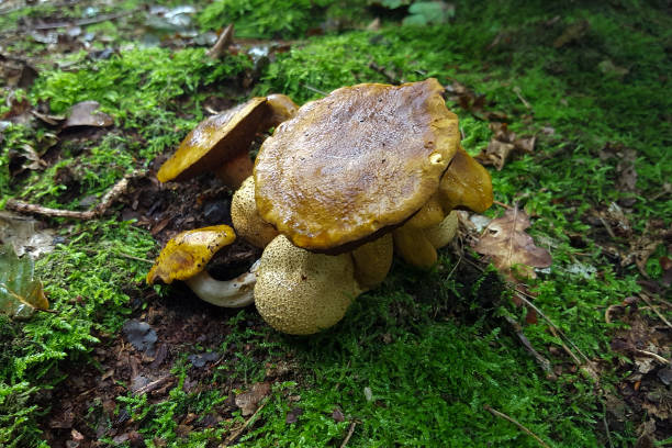 istock Parasitic boletes parasitizing on Common earthballs 1365321649