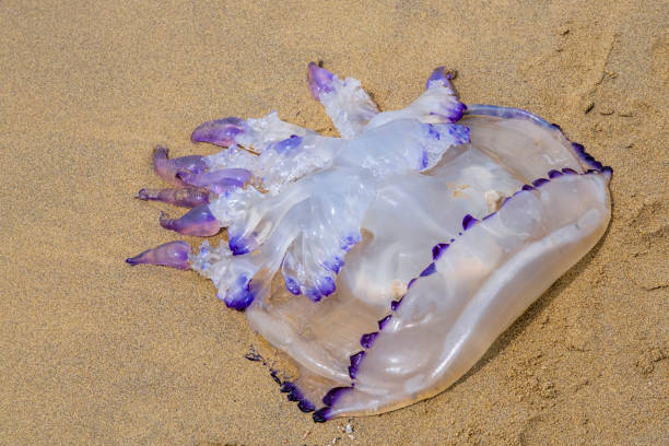 istock Jellyfish on the beach 1365322523