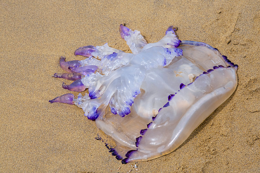 jellyfish on the beach of Bibione, Italy