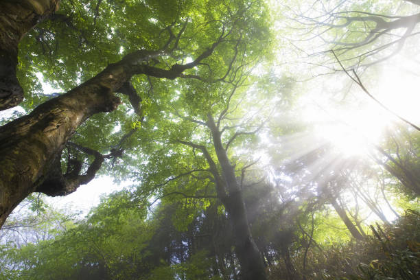 istock Beech forest in the morning haze 1365322760