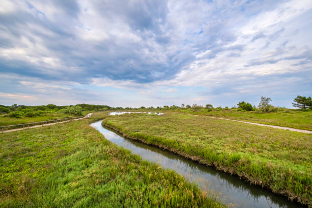 istock Rosolina Mare, natural parkland (Veneto, Italy) 1365322782