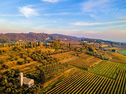 Vineyards facing Lake Garda in autumn