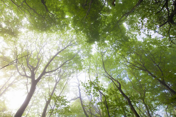 istock Beech forest in the morning haze 1365323175