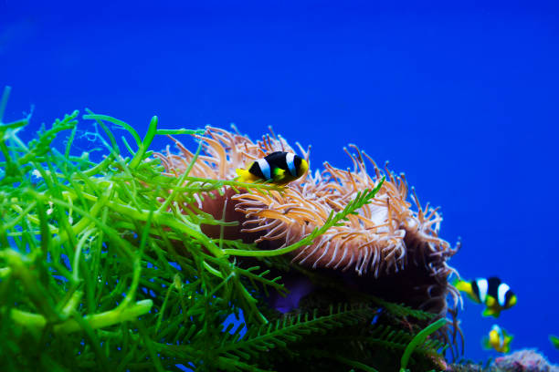istock Aquarium fish Amphiprion Clark (Amphiprion clarkii) 1365324235