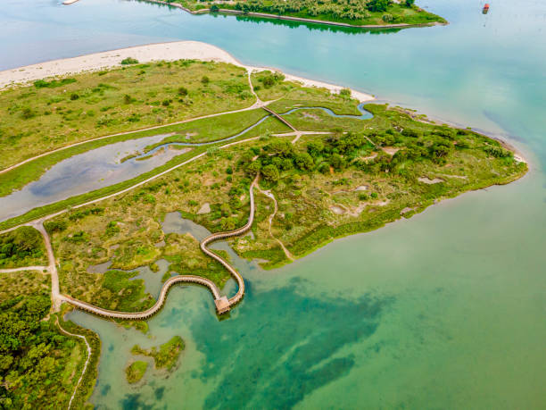 istock Rosolina Mare, natural parkland (Veneto, Italy) 1365324516