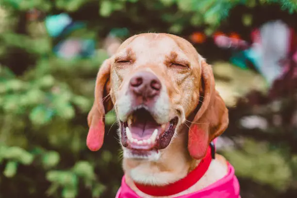 A red hunting dog laughs against the background of greenery. The muzzle of a happy Hungarian vizsla is a close-up in nature.