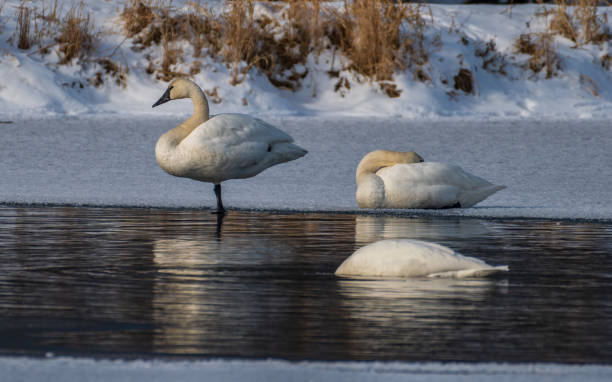 Trumpeter Swans stock photo