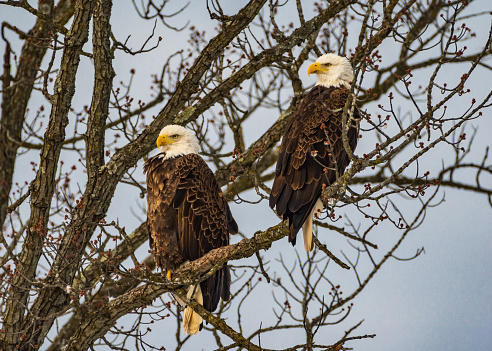 Two Bald Eagles Perched on a Branch