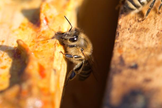 istock Biene im Bienenstock 1365325069