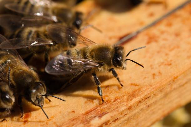 istock Bienen im Bienenstock 1365326174