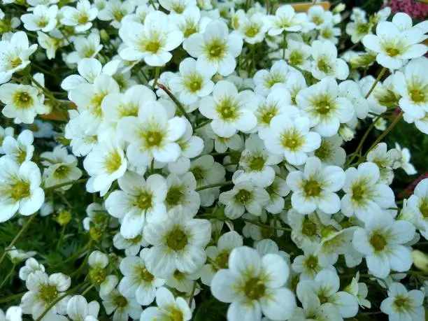 Masses of small white flowers of Saxifrage 'Limerock'