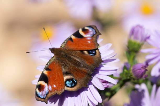 istock Pfaunauge auf Blume 1365328038