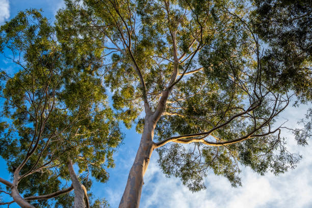 istock Looking up at eucalyptus tree branches against the sky at sunset 1365328329