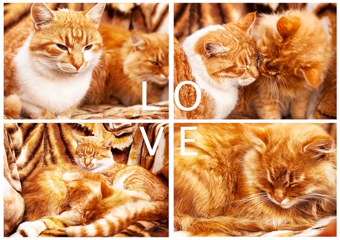 Couple of happy kittens sleeping together. A love card in the form of a collage with photos of two ginger cats, with the text on the card - love. Valentine's Day greeting card.