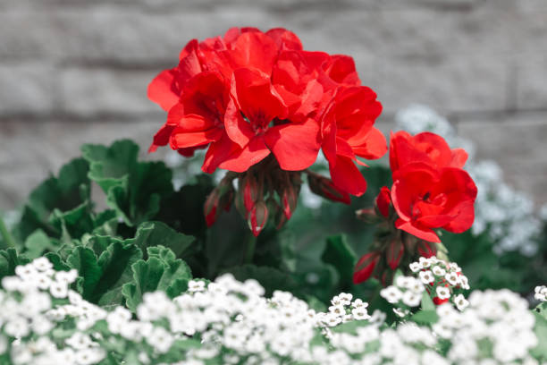 Red and white flowers . Potted plants in bloom
