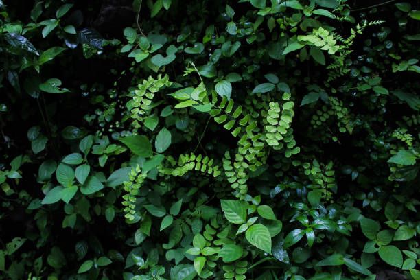istock Ferns and other plants grow randomly 1365329641