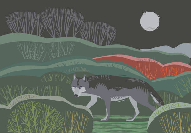 ilustraciones, imágenes clip art, dibujos animados e iconos de stock de escena campestre con wolf - nocturnal animal