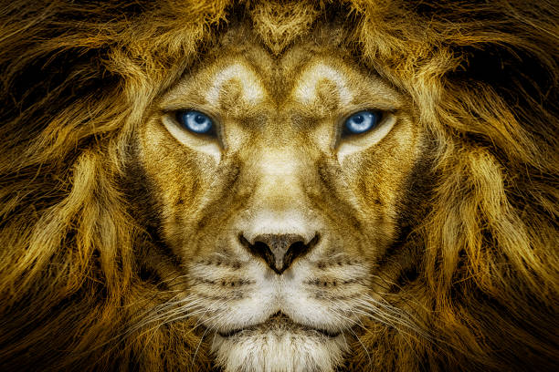 porträt des afrikanischen männlichen löwen , tier tier - lion mane strength male animal stock-fotos und bilder