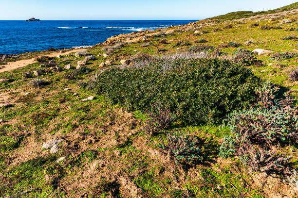 costa da córsega no inverno - planta atrofiada - fotografias e filmes do acervo