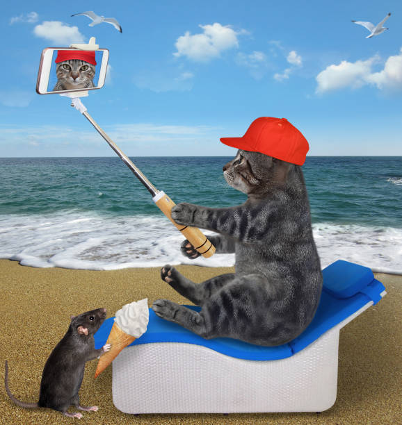 istock Cat gray sits on sunbed and takes selfie 1365333269