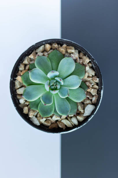 istock Echeveria, Blue Rose Echeveria, Succulent, Cactus, Cacti, Cactaceae 1365333320