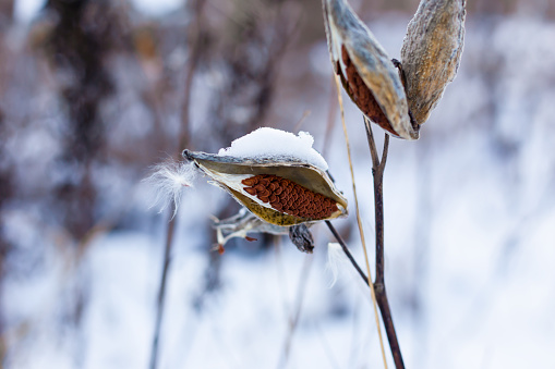 Asclepias syriaca seed pods on vanguard background, background, front view, copy space, abstract, horizontal image