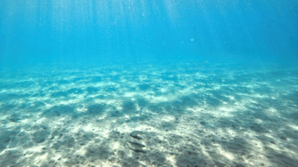 istock Bottom of the Mediterranean sea 1365333404