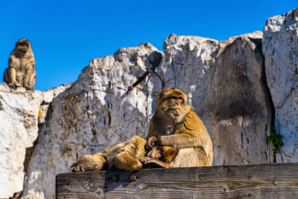 Barbary macaque family resting on a sunlit wall in Gibraltar, nurturing their newborn baby and enjoying the warmth of the day while bonding in their natural habitat